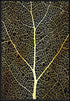 leaf structure poster
